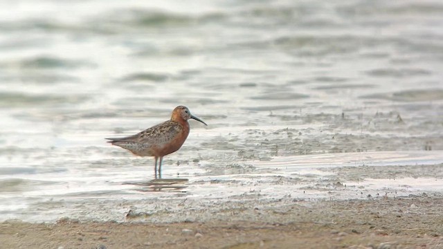 Curlew Sandpiper - ML640611212