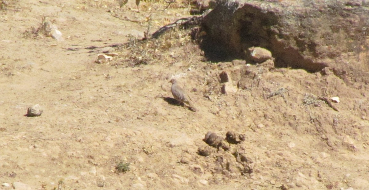 Bare-faced Ground Dove - ML640611231