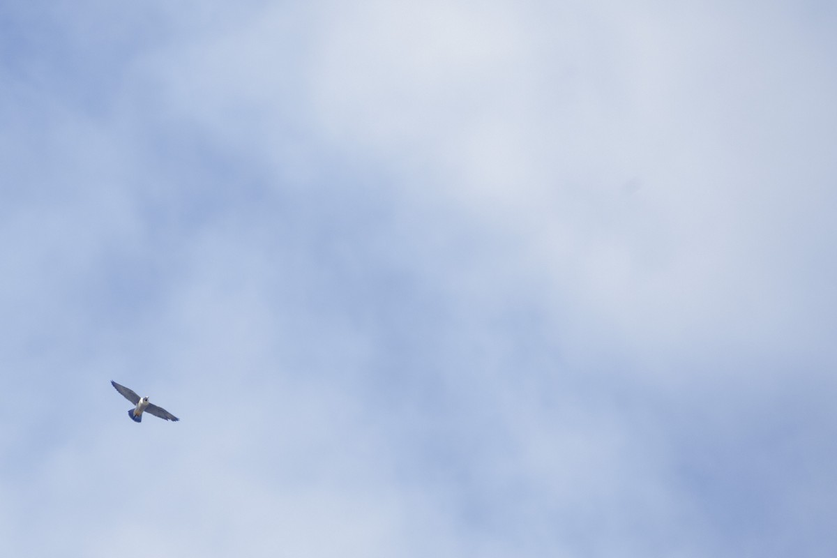 Peregrine Falcon - ML640611241