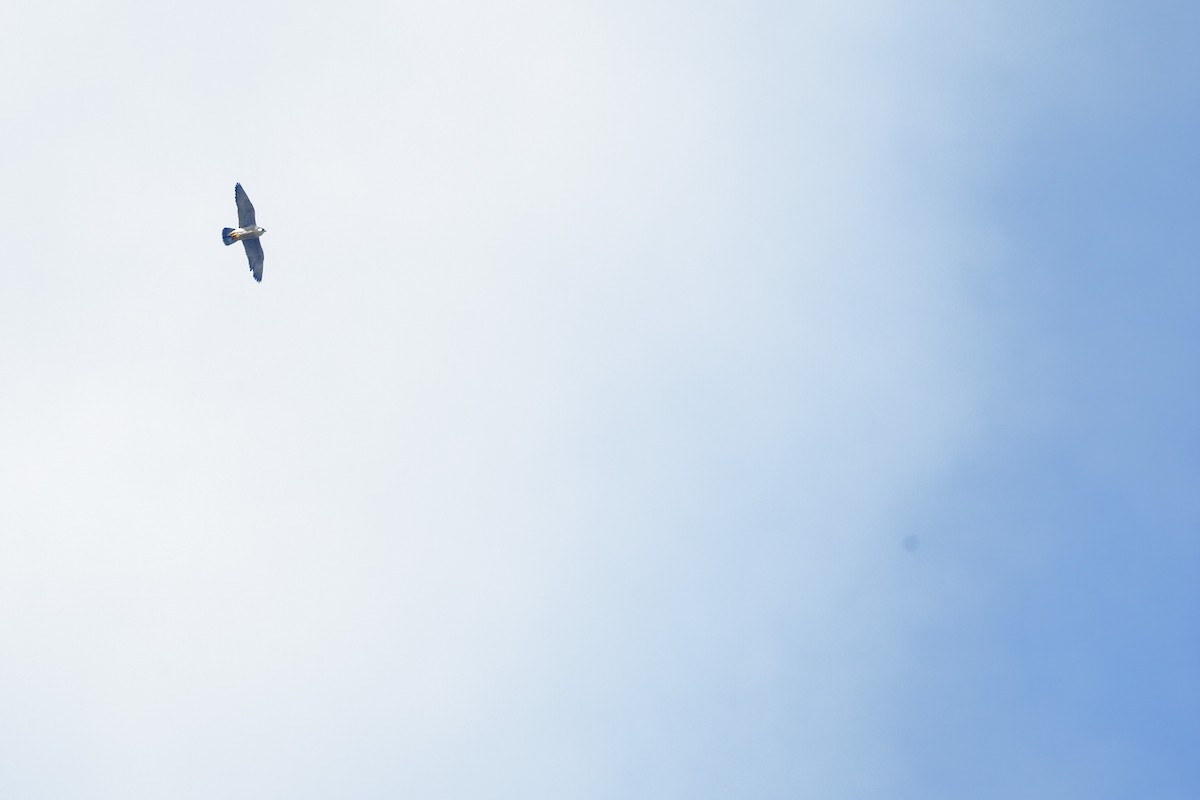 Peregrine Falcon - ML640611242