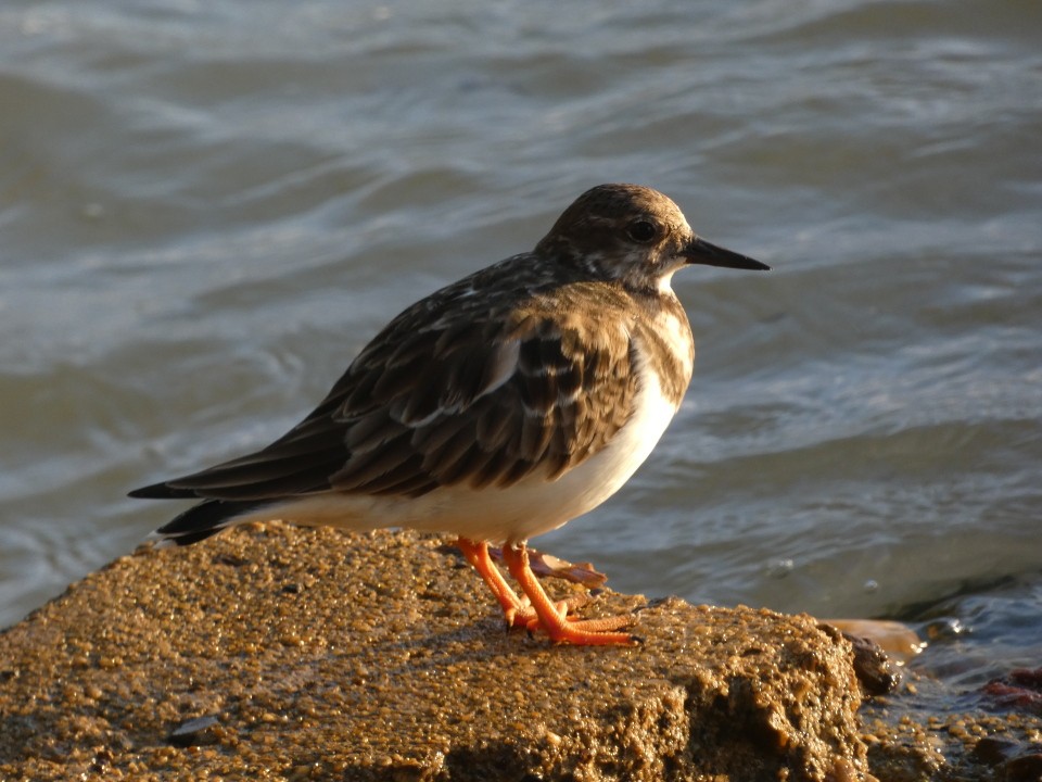 Ruddy Turnstone - ML640611341