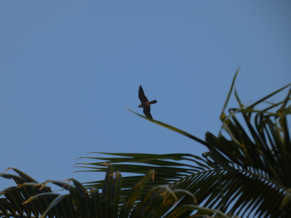 Peregrine Falcon - ML640611360