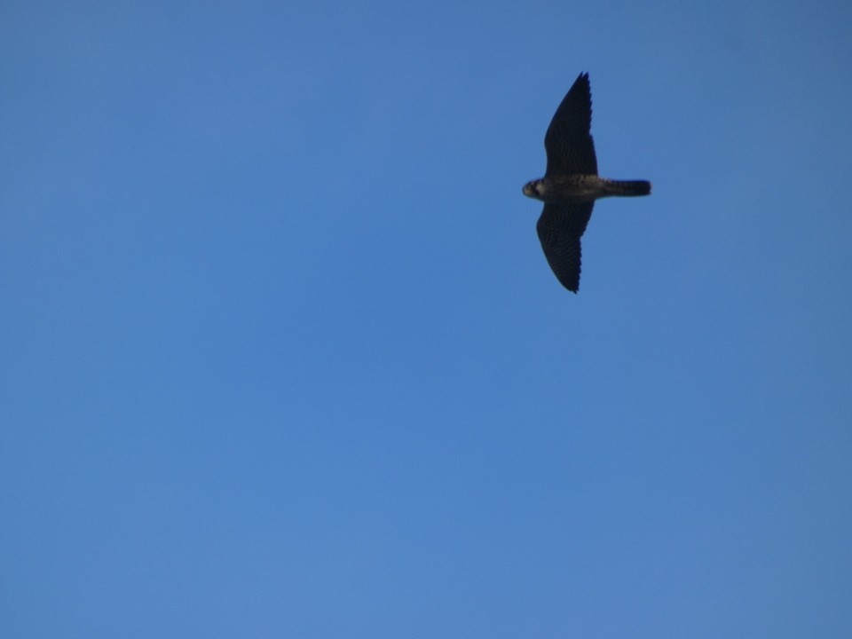 Peregrine Falcon - ML640611371