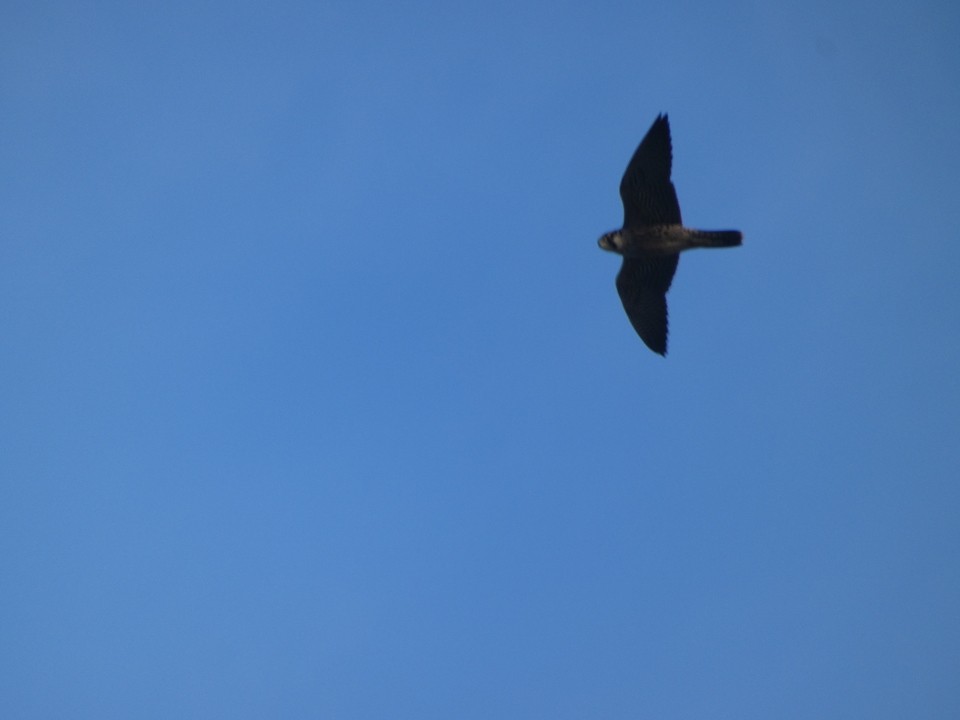 Peregrine Falcon - ML640611374