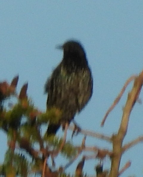 European Starling - ML640611416