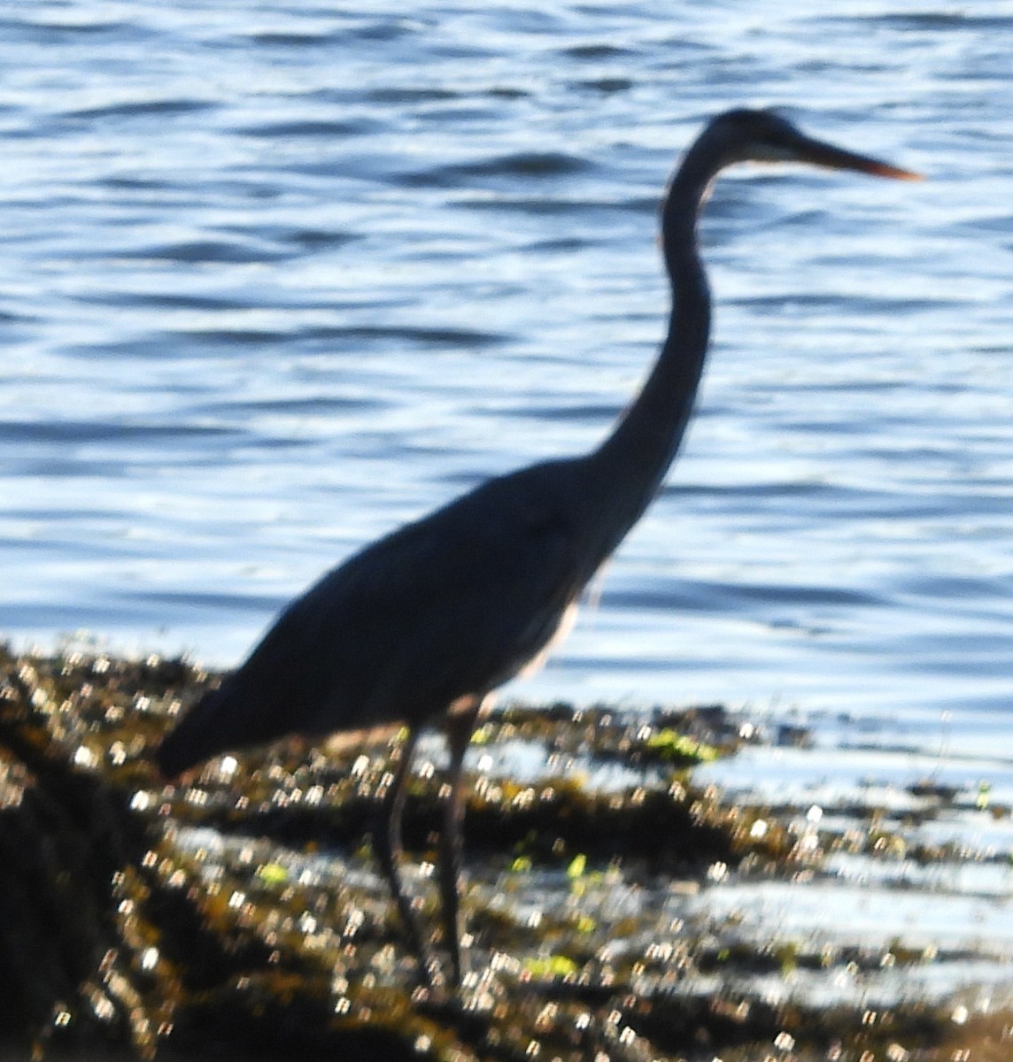 Great Blue Heron - ML640611427