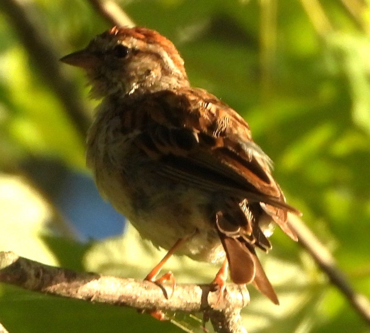 Chipping Sparrow - ML640611429