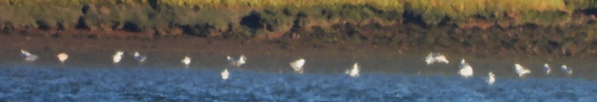 American Herring Gull - ML640611463
