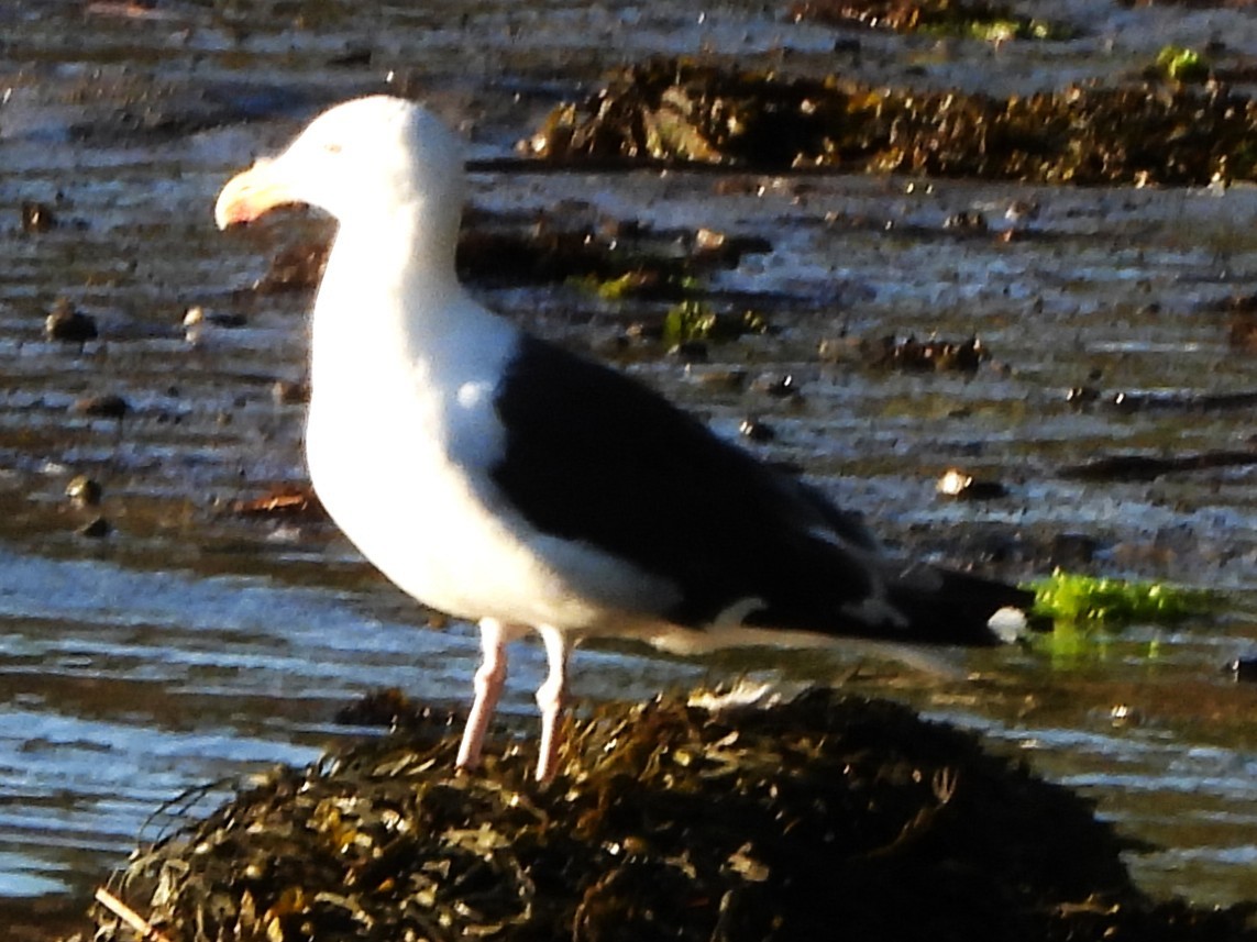 Great Black-backed Gull - ML640611470