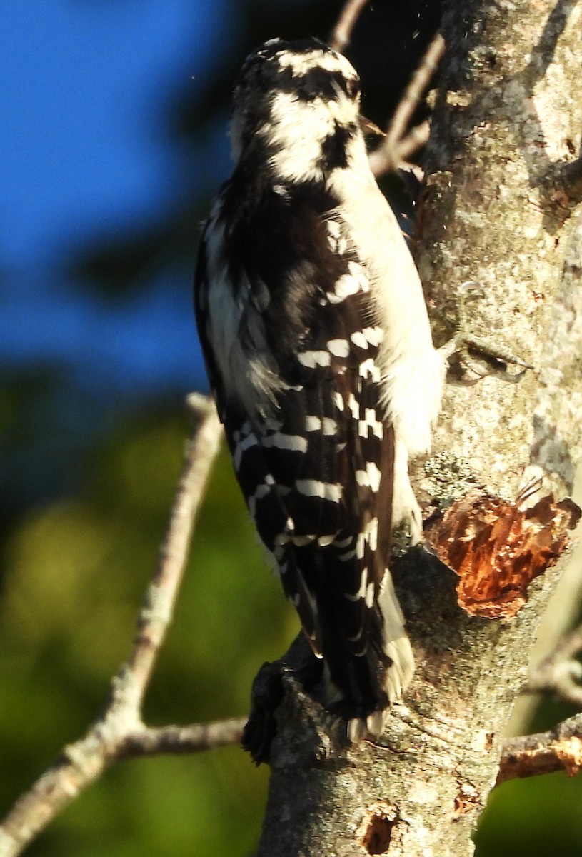 Downy Woodpecker - ML640611480