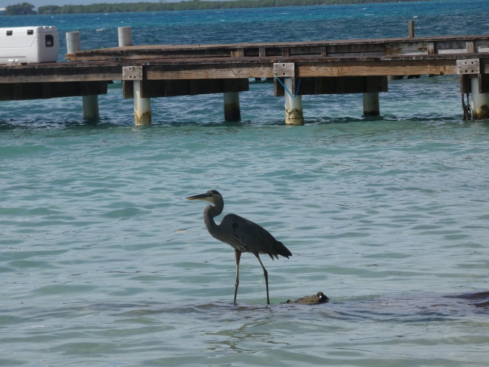 Great Blue Heron (Great Blue) - ML640611488