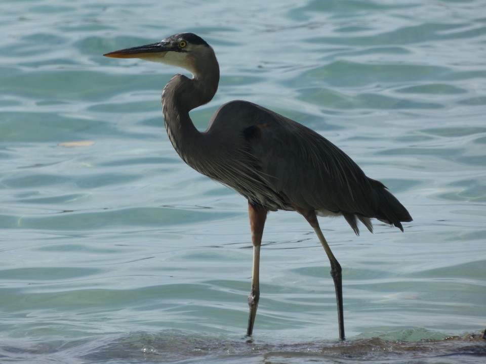 Great Blue Heron (Great Blue) - ML640611493