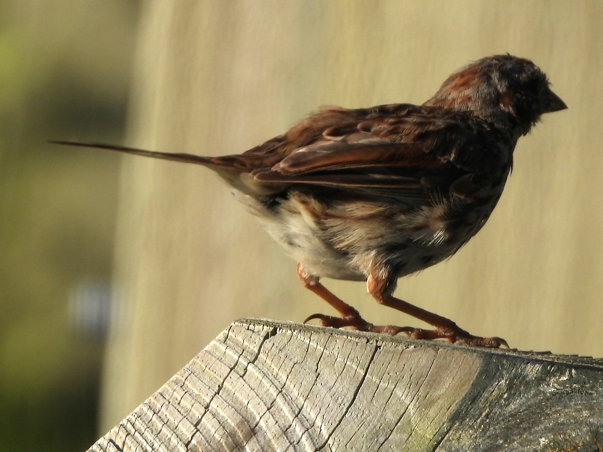 Song Sparrow - ML640611494