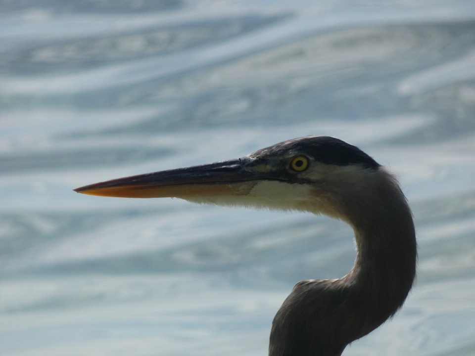 Great Blue Heron (Great Blue) - ML640611495