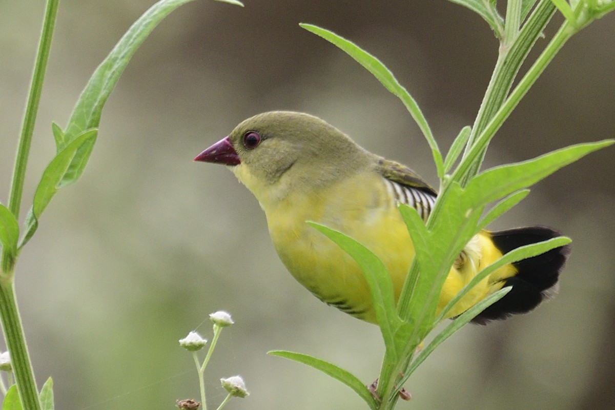 Green Avadavat - ML640611504