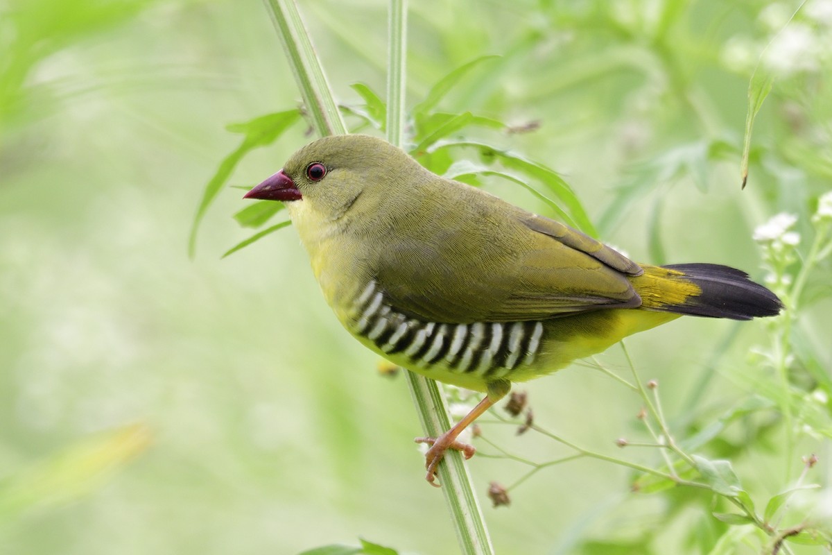 Green Avadavat - ML640611506