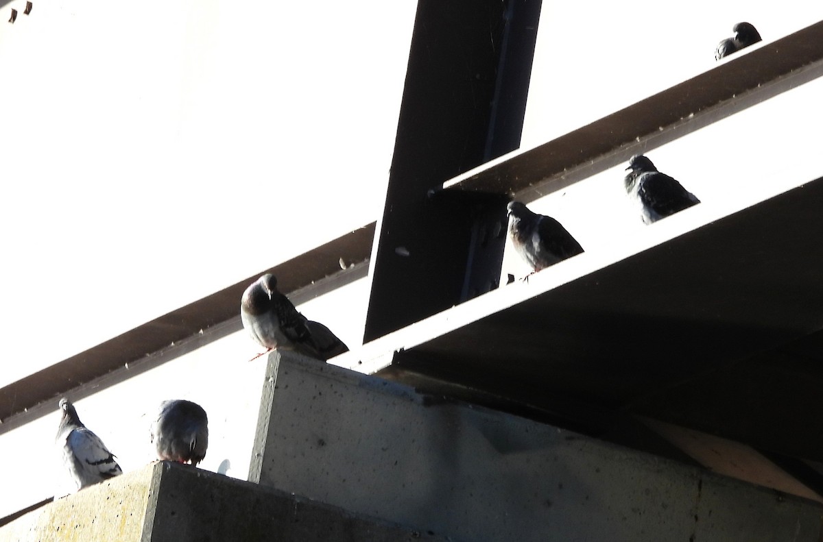Rock Pigeon (Feral Pigeon) - ML640611523