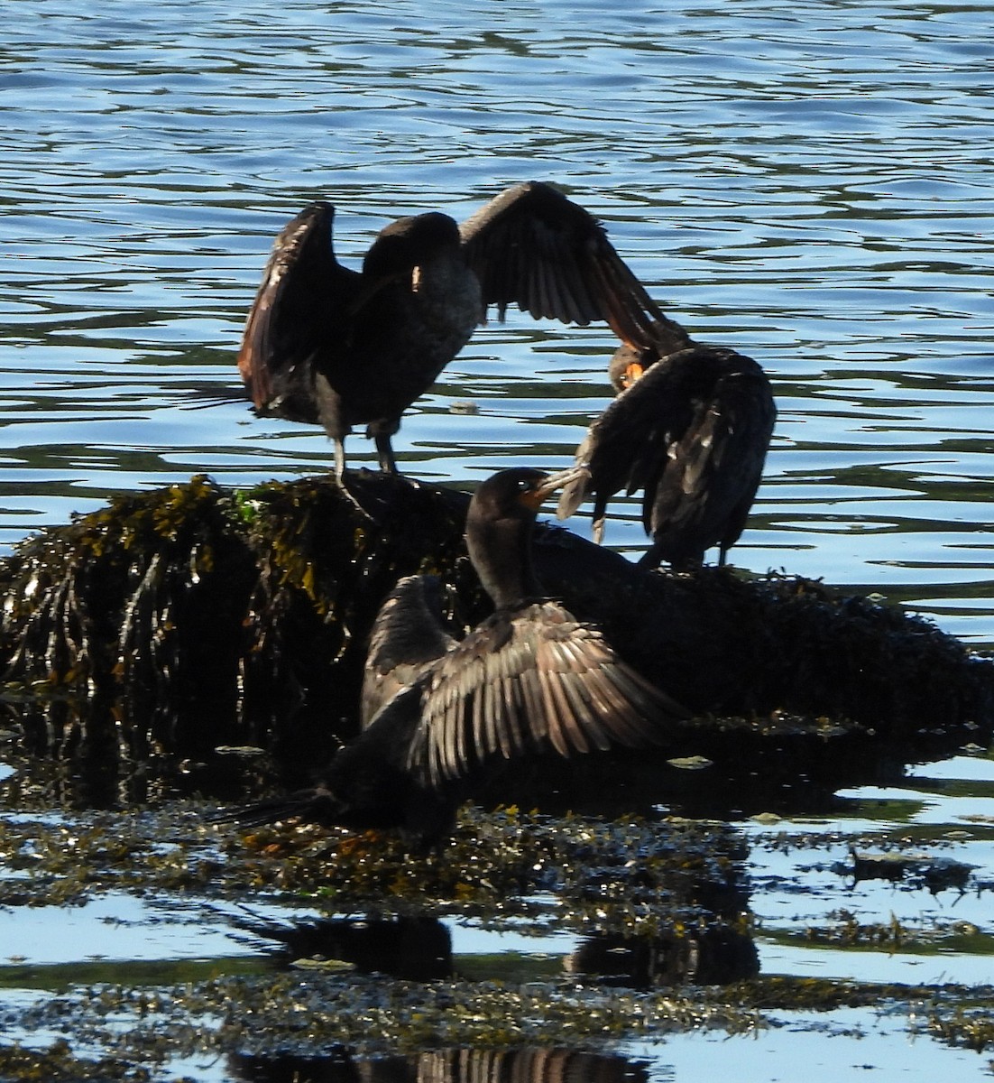 Double-crested Cormorant - ML640611534