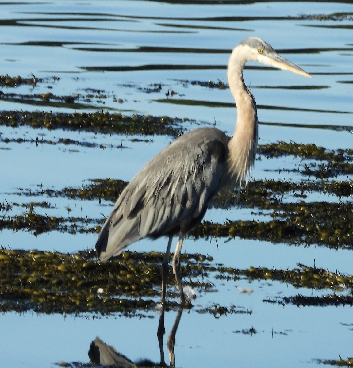 Great Blue Heron - ML640611537