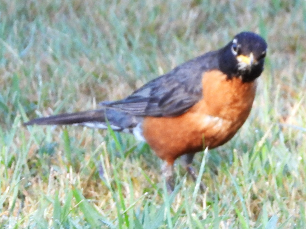 American Robin - ML640611542