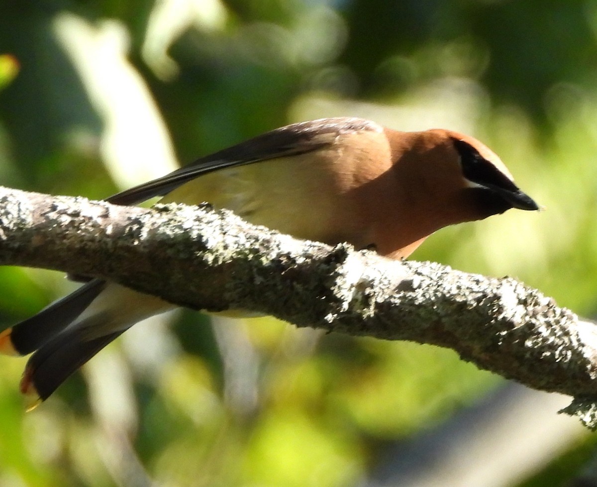 Cedar Waxwing - ML640611544