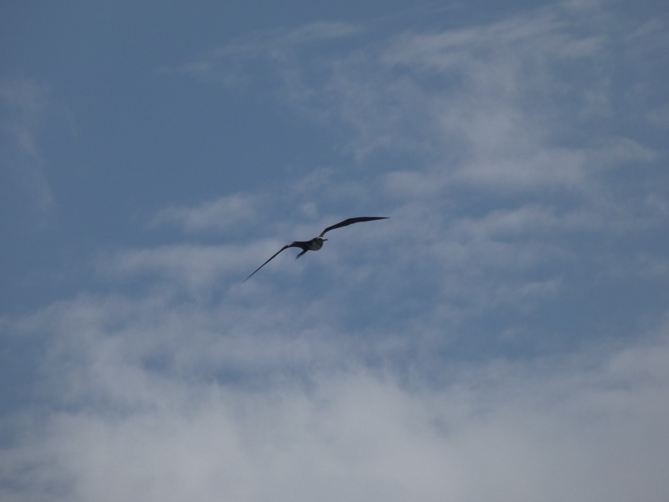 Magnificent Frigatebird - ML640611552