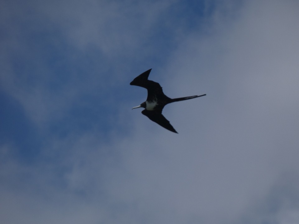 Magnificent Frigatebird - ML640611553