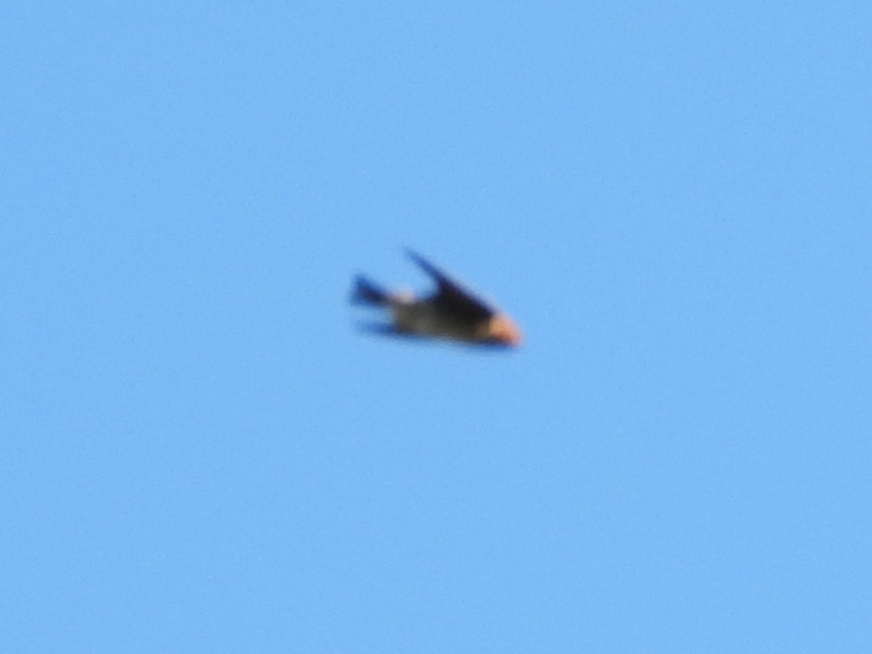Cliff Swallow - ML640611557