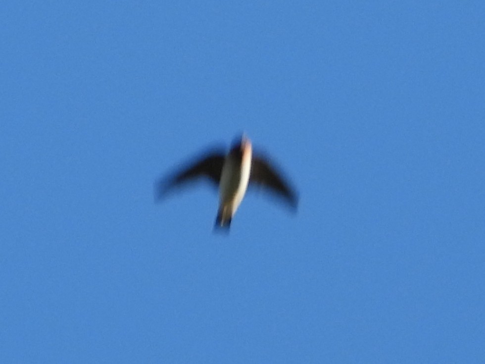 Cliff Swallow - ML640611561