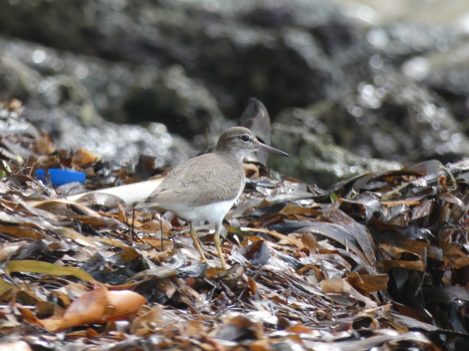 Spotted Sandpiper - ML640611568