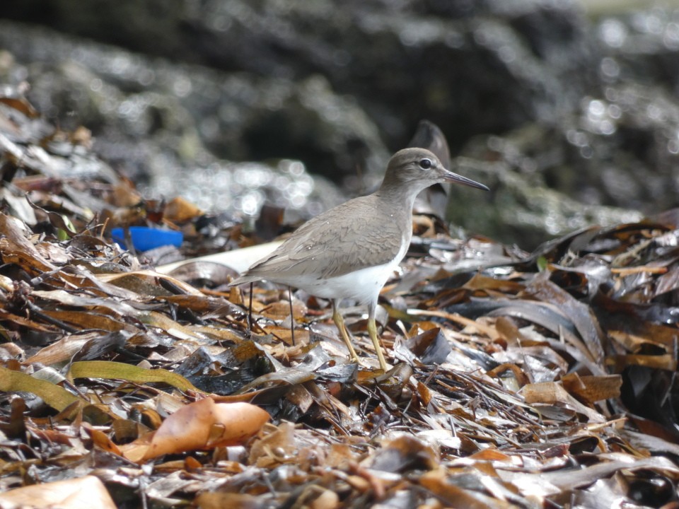 Spotted Sandpiper - ML640611570