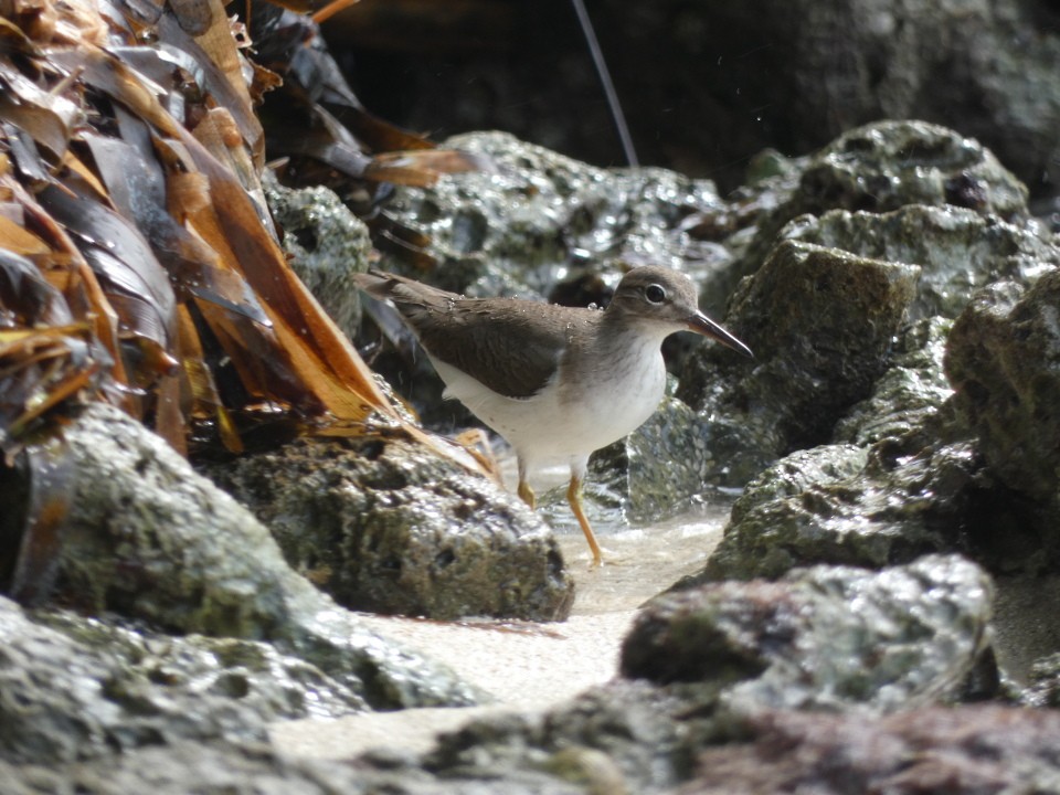 Spotted Sandpiper - ML640611571