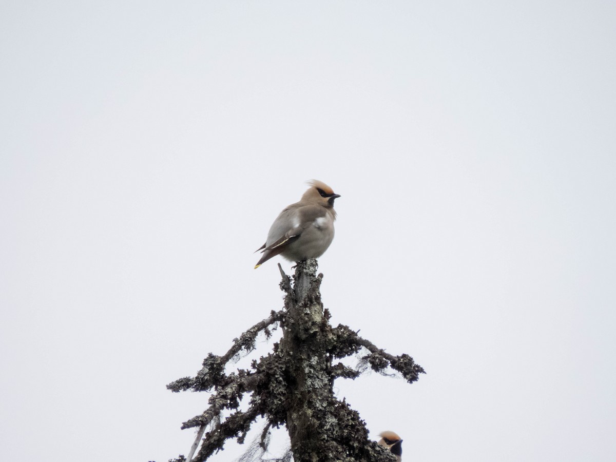 Bohemian Waxwing - ML640611573