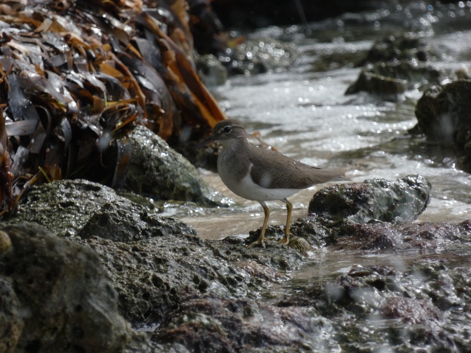 Spotted Sandpiper - ML640611575