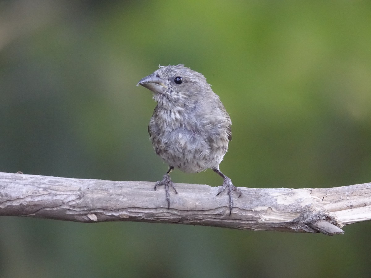 Purple/Cassin's Finch - ML640611576