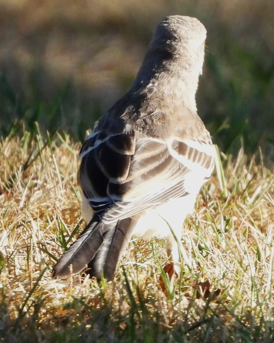 Northern Mockingbird - ML640611577