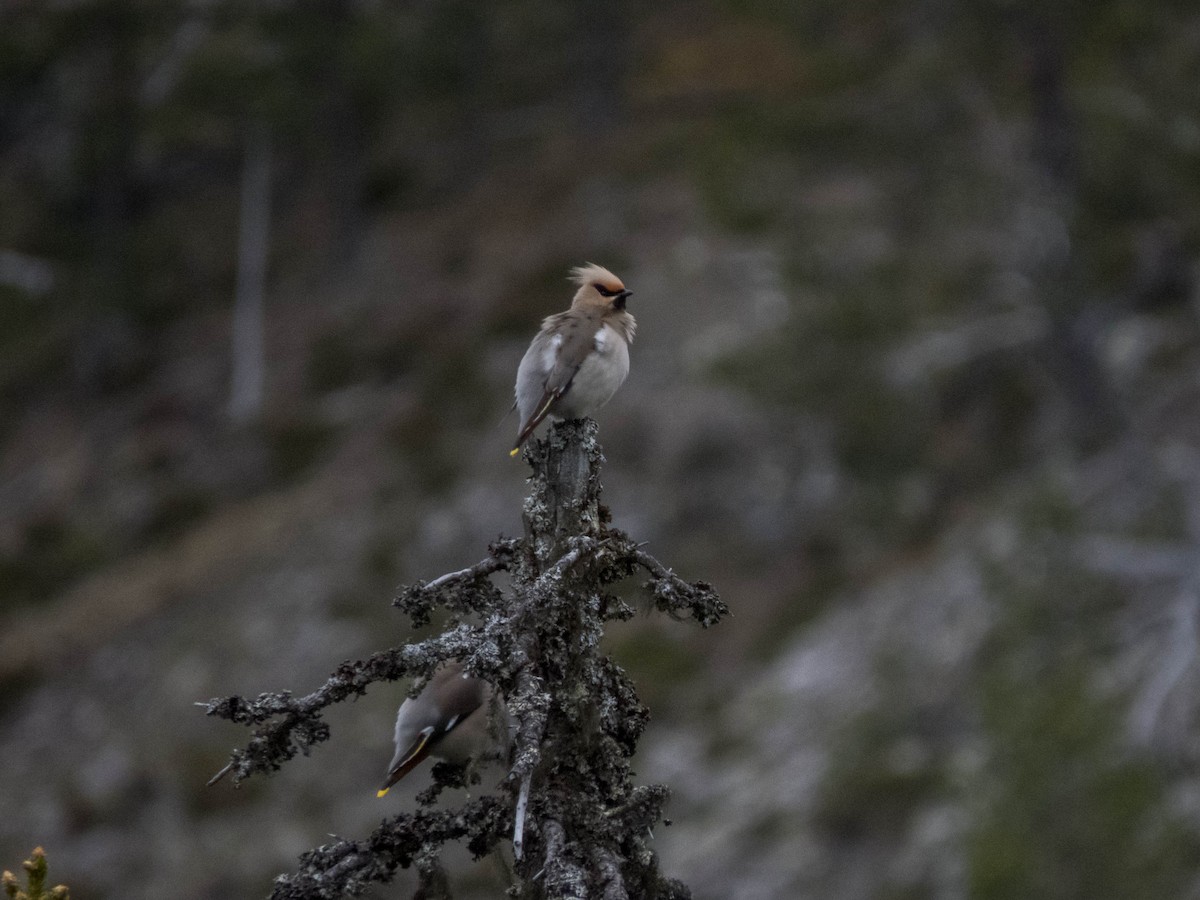 Bohemian Waxwing - ML640611579