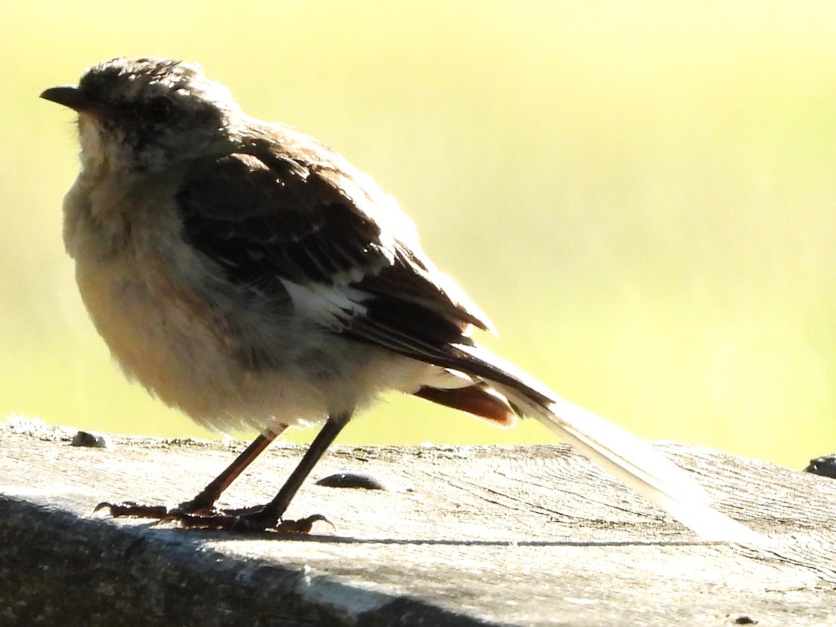 Northern Mockingbird - ML640611580