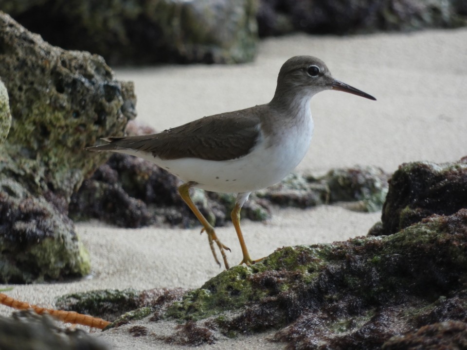 Spotted Sandpiper - ML640611582