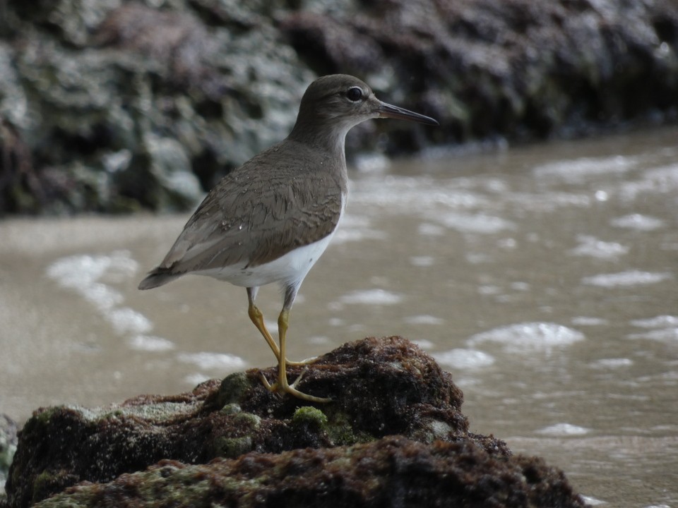 Spotted Sandpiper - ML640611584