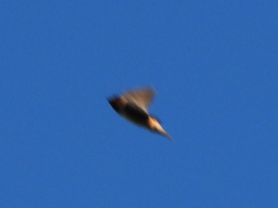 Cliff Swallow - ML640611591
