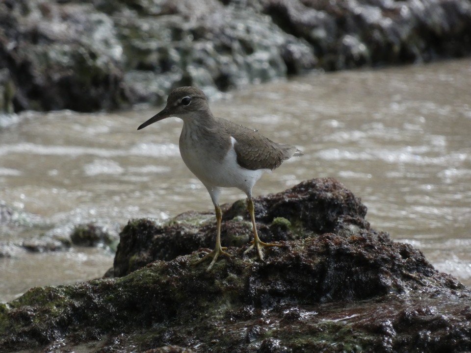 Spotted Sandpiper - ML640611592