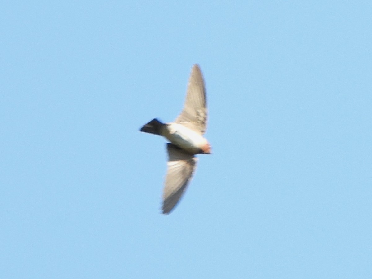 Cliff Swallow - ML640611593