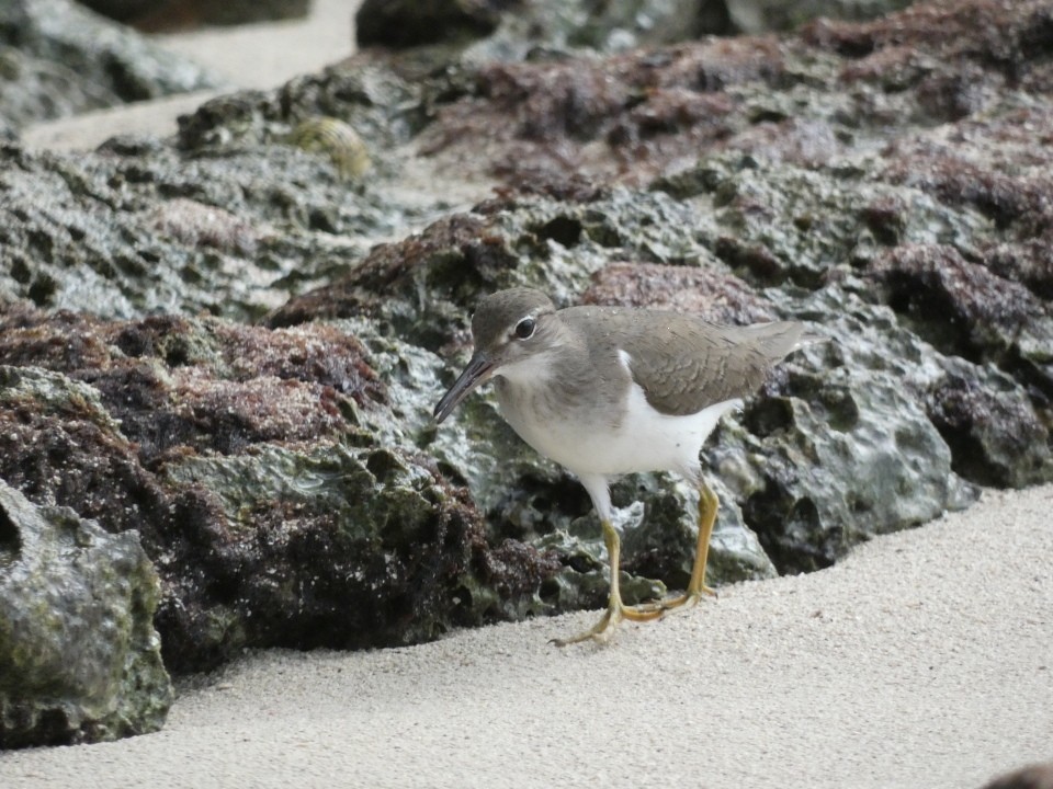 Spotted Sandpiper - ML640611595