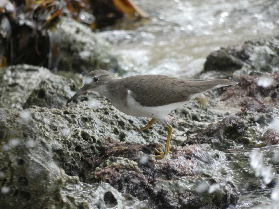 Spotted Sandpiper - ML640611597
