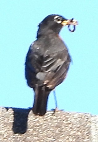 American Robin - ML640611601