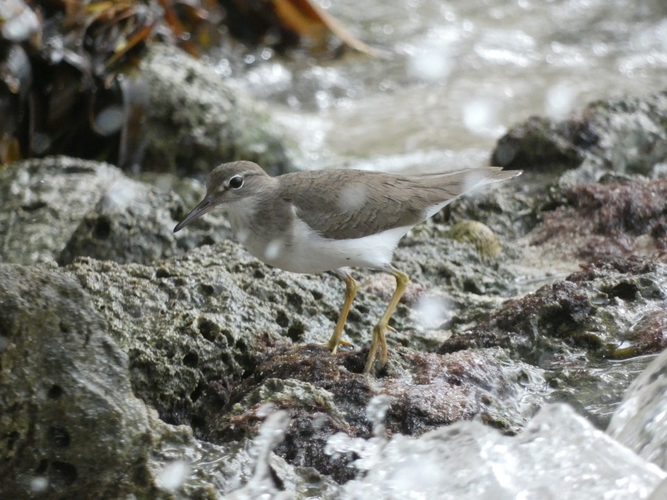 Spotted Sandpiper - ML640611603