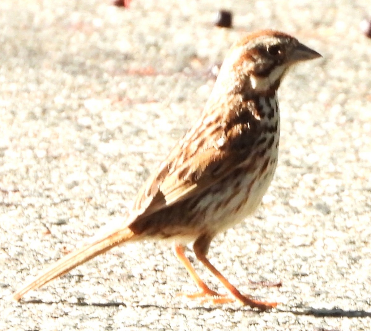 Song Sparrow - ML640611604