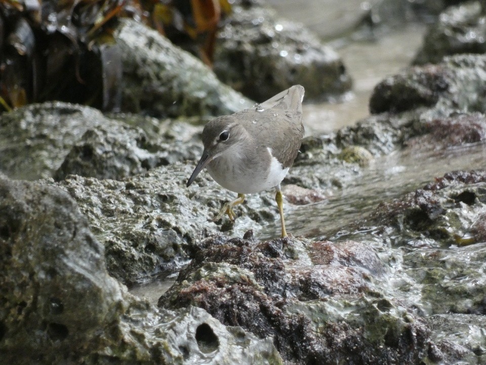 Spotted Sandpiper - ML640611605