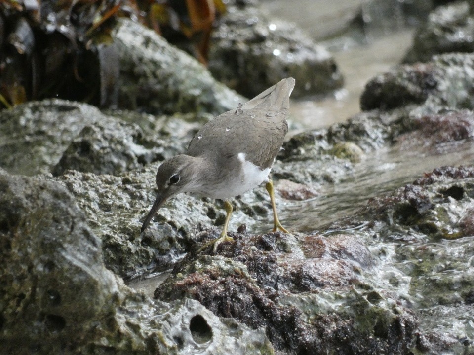 Spotted Sandpiper - ML640611613